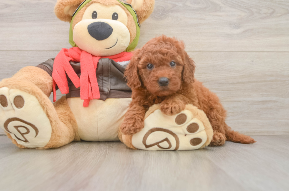 5 week old Mini Goldendoodle Puppy For Sale - Premier Pups