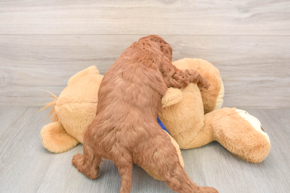 Best Mini Goldendoodle Baby