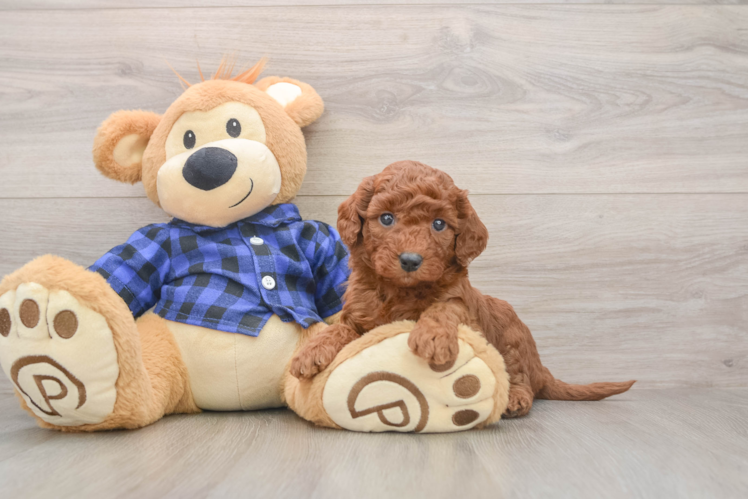 Adorable Golden Retriever Poodle Mix Poodle Mix Puppy