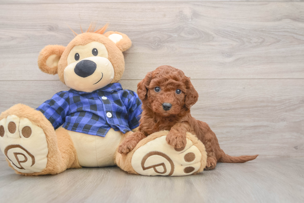 Adorable Golden Retriever Poodle Mix Poodle Mix Puppy