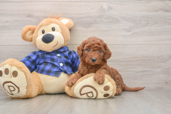 Adorable Golden Retriever Poodle Mix Poodle Mix Puppy