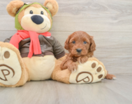 7 week old Mini Goldendoodle Puppy For Sale - Premier Pups