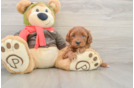 Mini Goldendoodle Puppy for Adoption