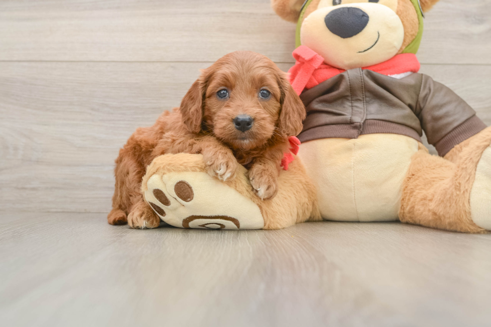 Smart Mini Goldendoodle Poodle Mix Pup