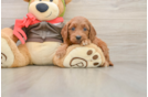 Friendly Mini Goldendoodle Baby