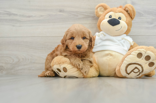 Mini Goldendoodle Puppy for Adoption