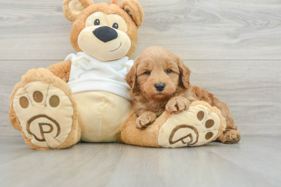 Best Mini Goldendoodle Baby