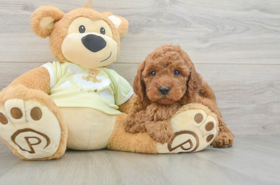 6 week old Mini Goldendoodle Puppy For Sale - Premier Pups