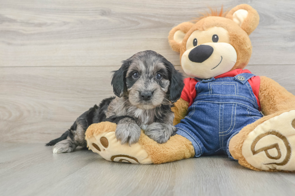 6 week old Mini Goldendoodle Puppy For Sale - Premier Pups