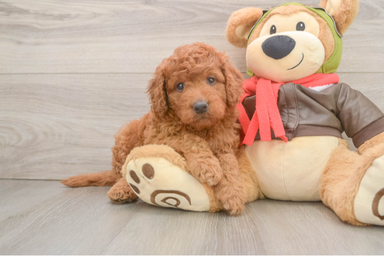Mini Goldendoodle Puppy for Adoption