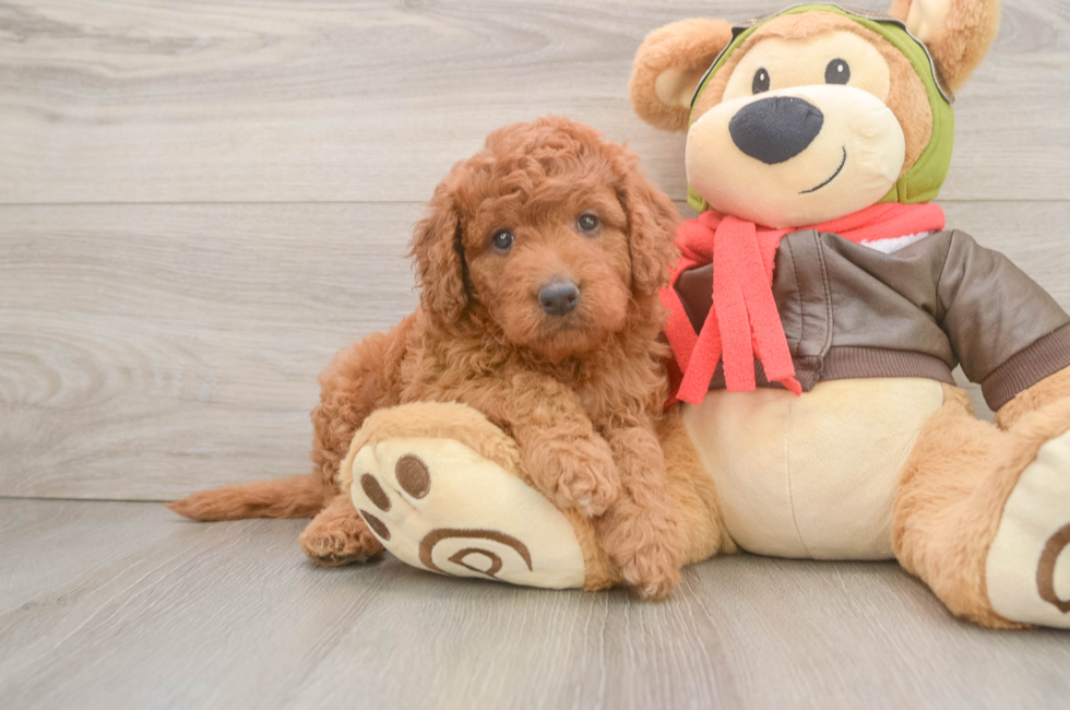 5 week old Mini Goldendoodle Puppy For Sale - Premier Pups