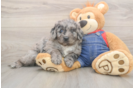 Mini Goldendoodle Puppy for Adoption