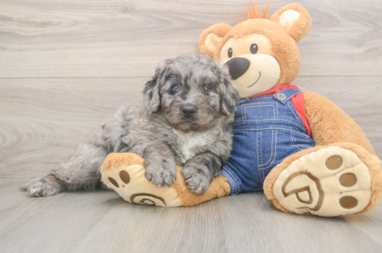 Mini Goldendoodle Puppy for Adoption
