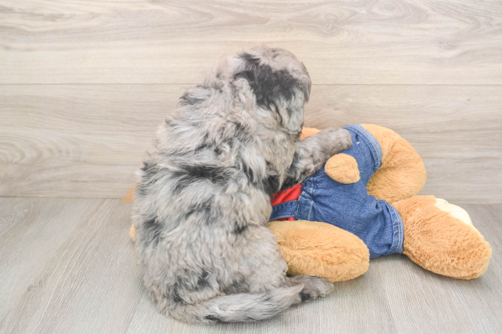 Mini Goldendoodle Puppy for Adoption