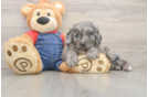 Energetic Golden Doodle Poodle Mix Puppy