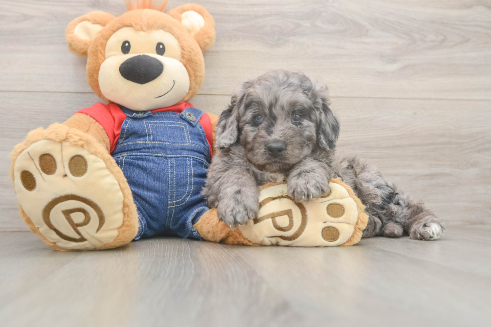 Energetic Golden Doodle Poodle Mix Puppy