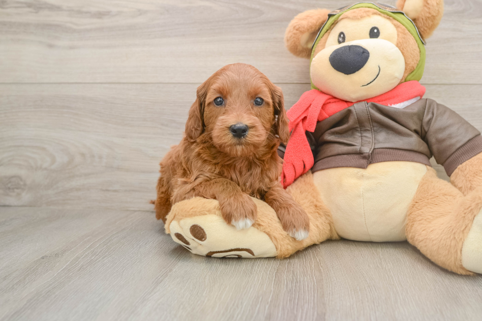 Small Mini Goldendoodle Baby