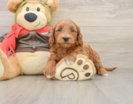 7 week old Mini Goldendoodle Puppy For Sale - Premier Pups