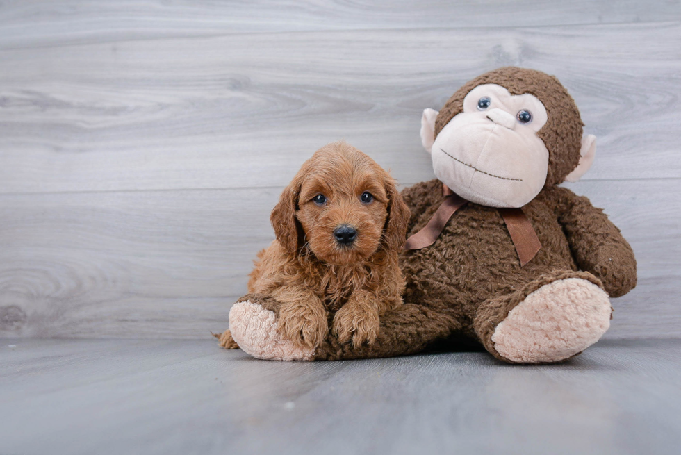 Best Mini Goldendoodle Baby