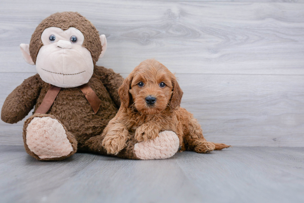 Popular Mini Goldendoodle Poodle Mix Pup