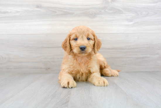 Mini Goldendoodle Pup Being Cute