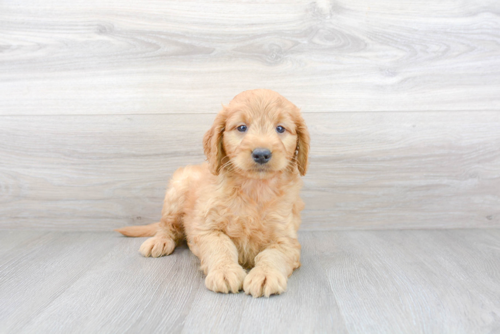 Mini Goldendoodle Puppy for Adoption