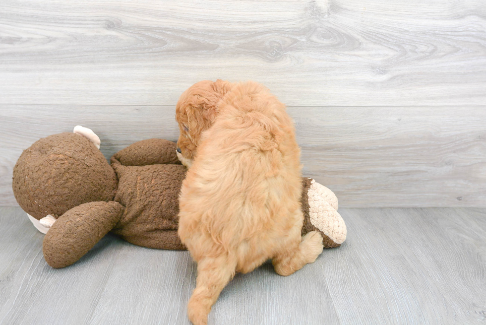 Mini Goldendoodle Pup Being Cute