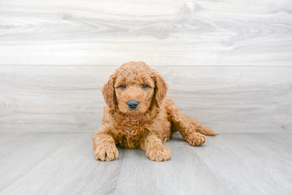 Popular Mini Goldendoodle Poodle Mix Pup