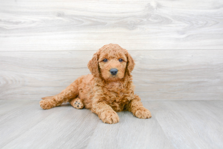 Cute Mini Goldendoodle Baby