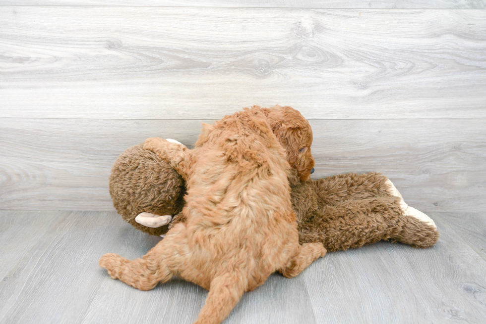 Friendly Mini Goldendoodle Baby