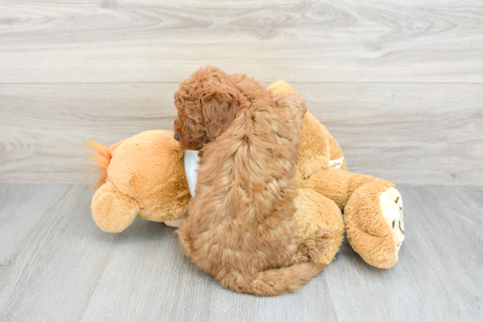 Mini Goldendoodle Pup Being Cute