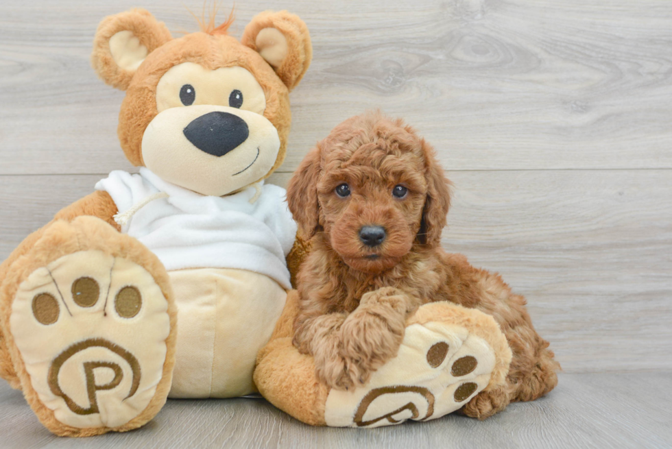 Best Mini Goldendoodle Baby