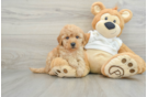 Mini Goldendoodle Puppy for Adoption