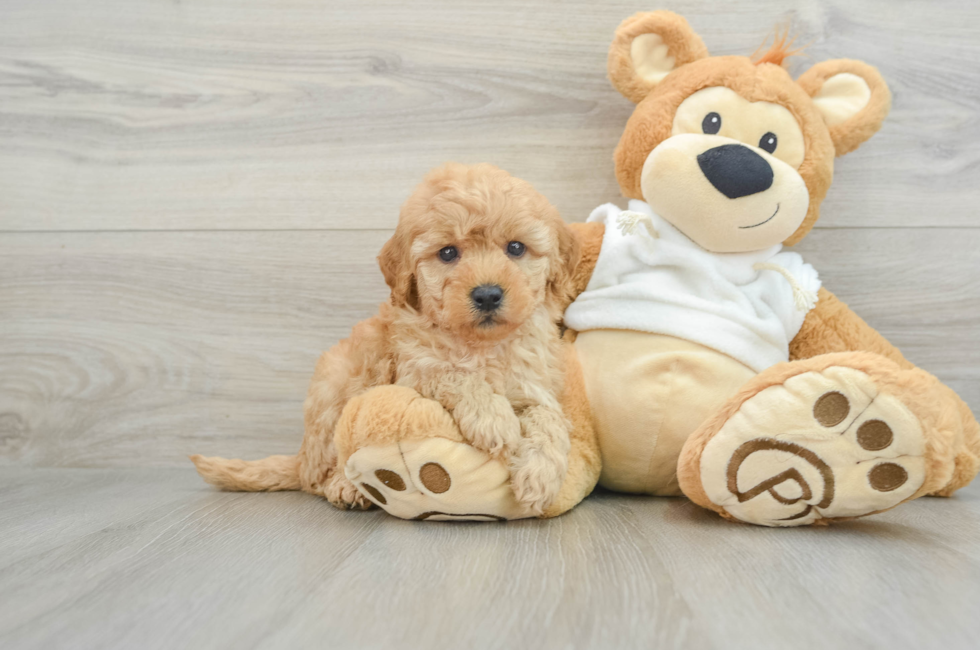 6 week old Mini Goldendoodle Puppy For Sale - Premier Pups