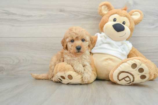 Mini Goldendoodle Puppy for Adoption