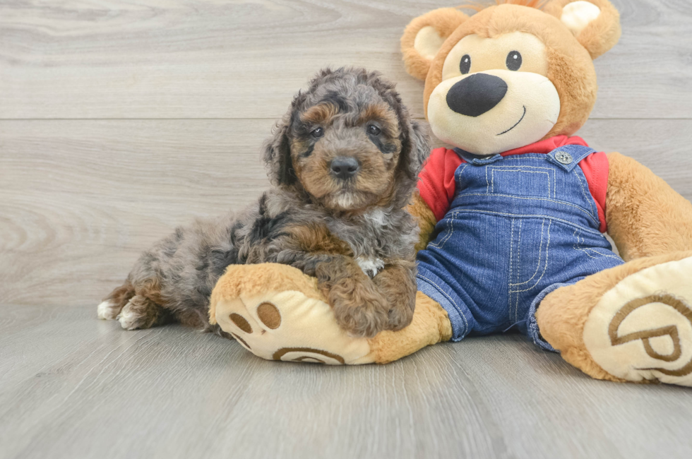 6 week old Mini Goldendoodle Puppy For Sale - Premier Pups