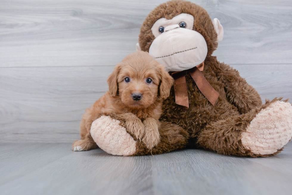 Energetic Golden Retriever Poodle Mix Puppy