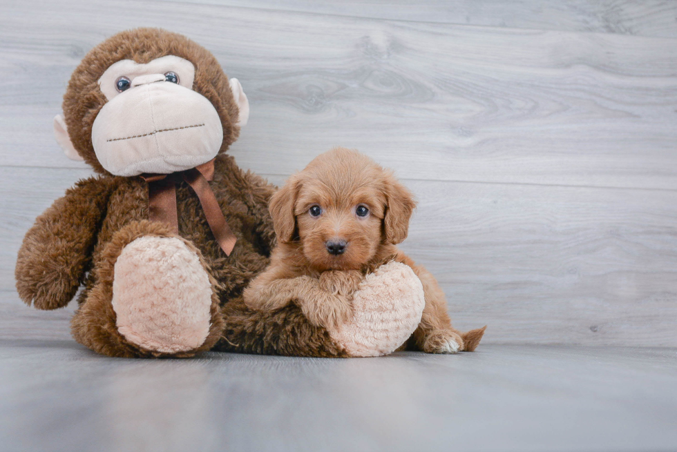 Best Mini Goldendoodle Baby