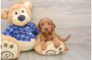 Mini Goldendoodle Puppy for Adoption