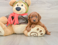 7 week old Mini Goldendoodle Puppy For Sale - Premier Pups