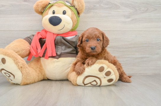 Smart Mini Goldendoodle Poodle Mix Pup