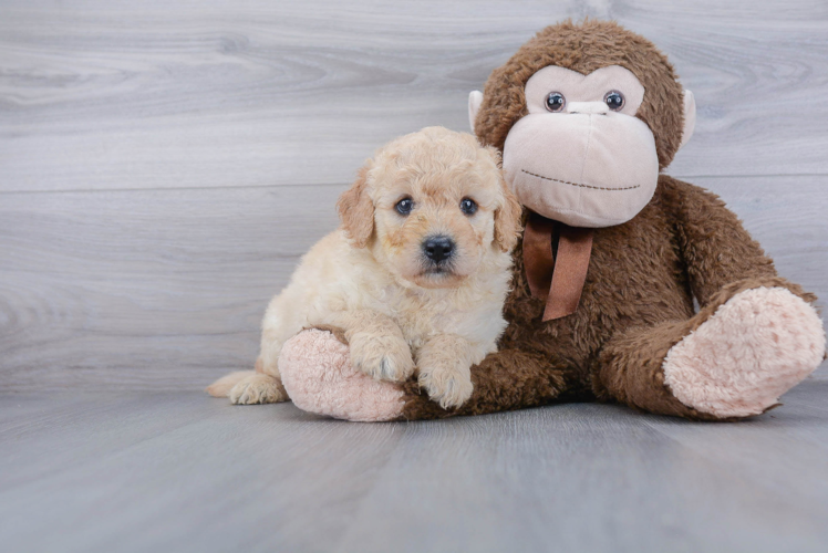 Energetic Golden Retriever Poodle Mix Puppy