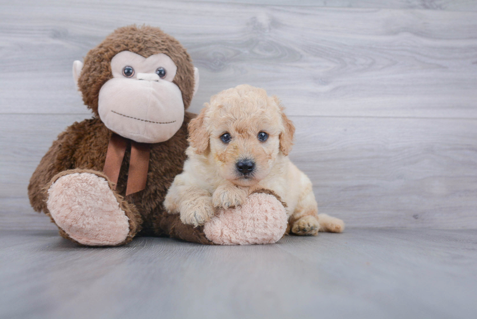 Mini Goldendoodle Pup Being Cute