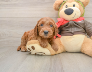 7 week old Mini Goldendoodle Puppy For Sale - Premier Pups