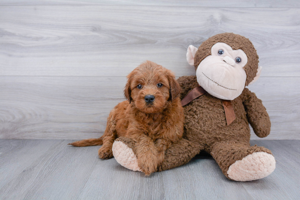 Mini Goldendoodle Puppy for Adoption