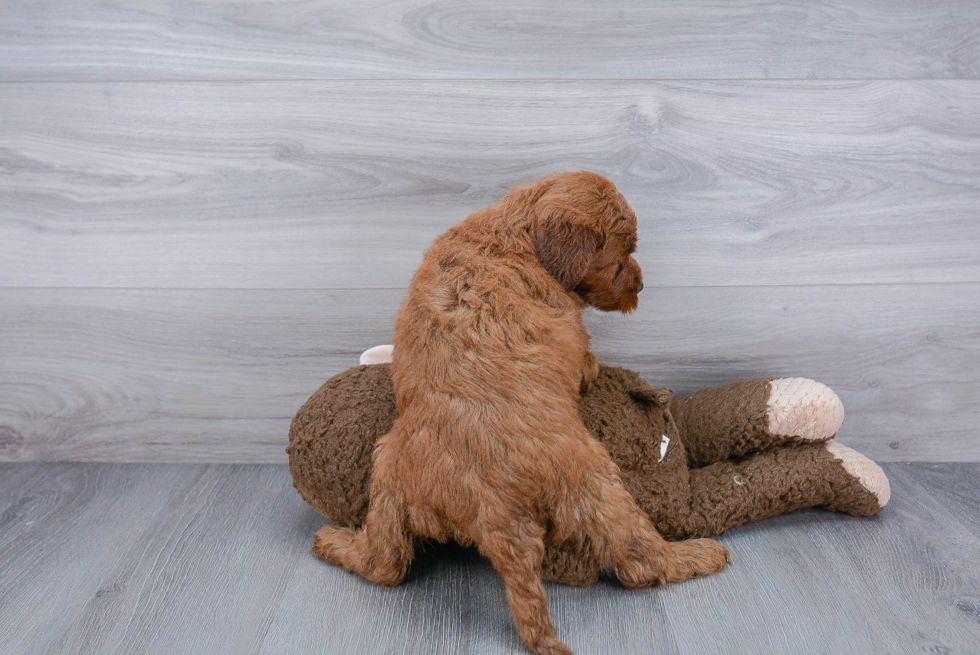 Happy Mini Goldendoodle Baby