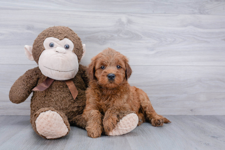 Energetic Golden Retriever Poodle Mix Puppy