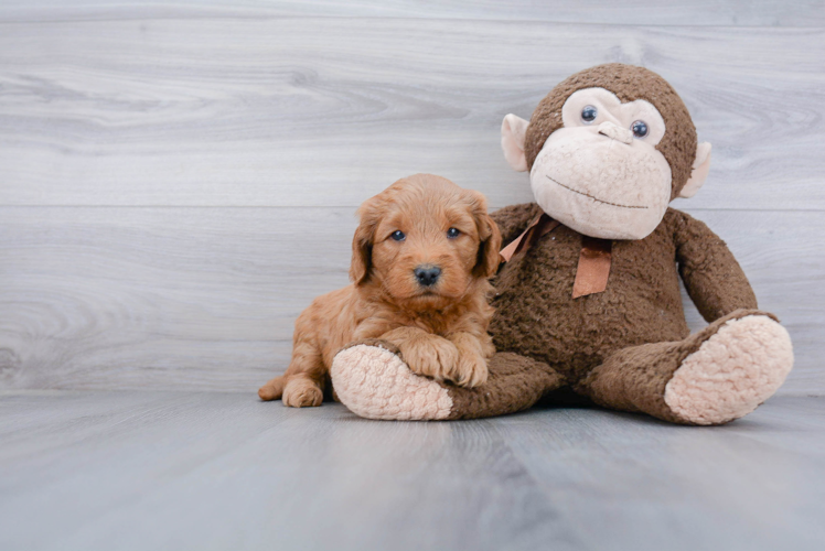 Fluffy Mini Goldendoodle Poodle Mix Pup