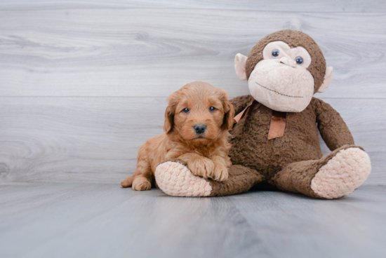 Fluffy Mini Goldendoodle Poodle Mix Pup