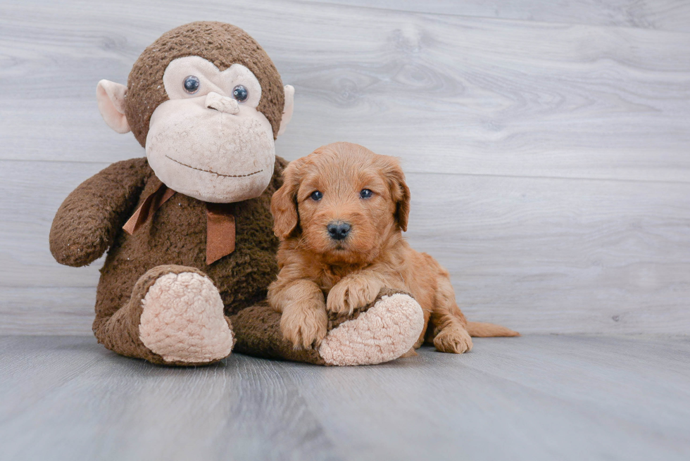 Mini Goldendoodle Puppy for Adoption